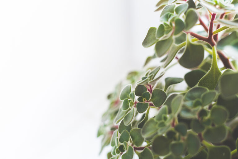 Nature’s Fragrant Touch: A Intro to Aromatherapy